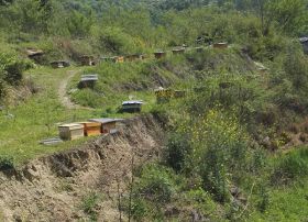 天然蜂蜜园蜜蜂养殖场