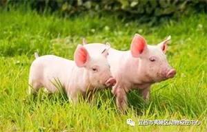 干货分享——生猪生物安全及夏季疫病综合防控方案
