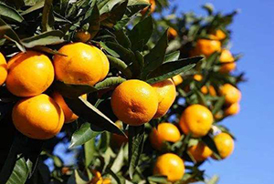 剖析夷陵柑橘供给现状，破解产业发展难题
