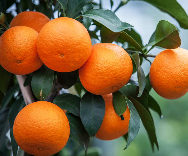 春季柑橘病虫害绿色防控技术