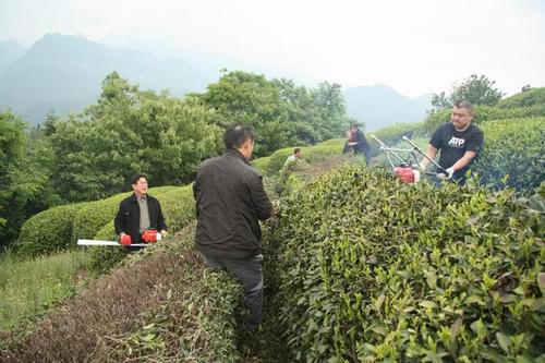 2020年4月份茶叶产业农事建议