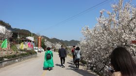 上洋村樱花